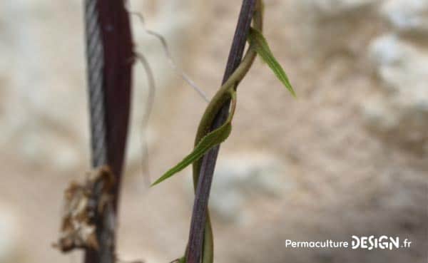 Les plantes grimpantes sont très intéressantes dans un jardin en permaculture.