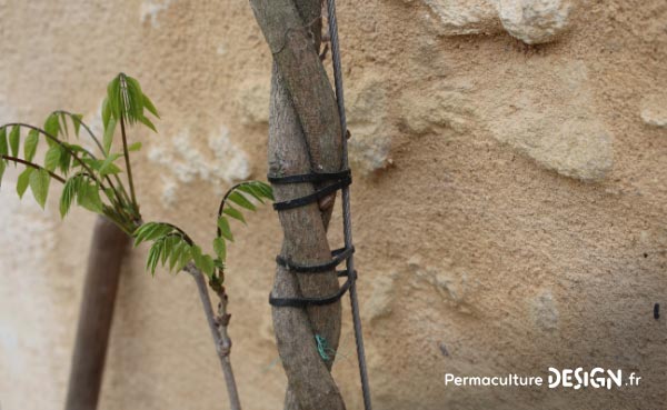 Les plantes grimpantes sont très intéressantes dans un jardin en permaculture.