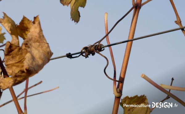 Les plantes grimpantes sont très intéressantes dans un jardin en permaculture.