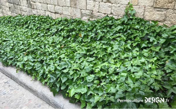 Les plantes grimpantes sont très intéressantes dans un jardin en permaculture.