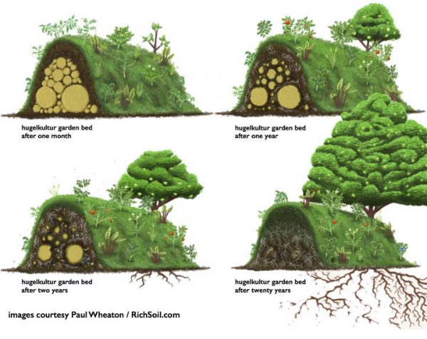 La butte Hugelkultur, contenant beaucoup de bois, est une technique de cultures potagères et fruitières atypique popularisée par Sepp Holzer le célèbre permaculteur autrichien.