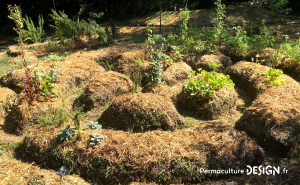 Récapitulatif des différents types de buttes de permaculture : hugelkultur, keyhole, spirale aromatique, butte autofertile, culture en lasagne, butte façon Philip Forrer…un guide complet pour faciliter votre choix !