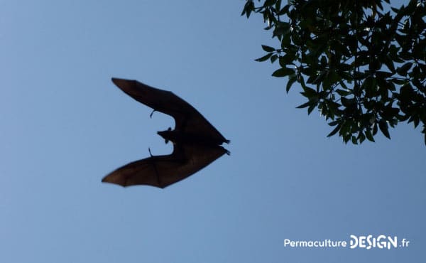 La chauve-souris est une véritable alliée dans un jardin en permaculture. De la pipistrelle à la noctule, découvrez les particularités, habitudes de vie, nourriture, reproduction de ces chiroptères protégés en France depuis 1976…