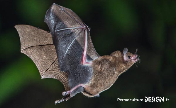 La chauve-souris est une véritable alliée dans un jardin en permaculture. De la pipistrelle à la noctule, découvrez les particularités, habitudes de vie, nourriture, reproduction de ces chiroptères protégés en France depuis 1976…