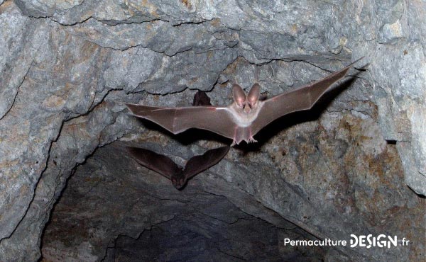 La chauve-souris est une véritable alliée dans un jardin en permaculture. De la pipistrelle à la noctule, découvrez les particularités, habitudes de vie, nourriture, reproduction de ces chiroptères protégés en France depuis 1976…