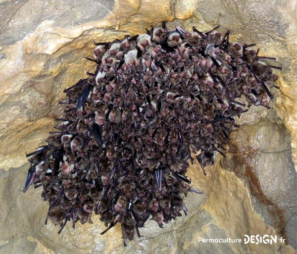 La chauve-souris est une véritable alliée dans un jardin en permaculture. De la pipistrelle à la noctule, découvrez les particularités, habitudes de vie, nourriture, reproduction de ces chiroptères protégés en France depuis 1976…