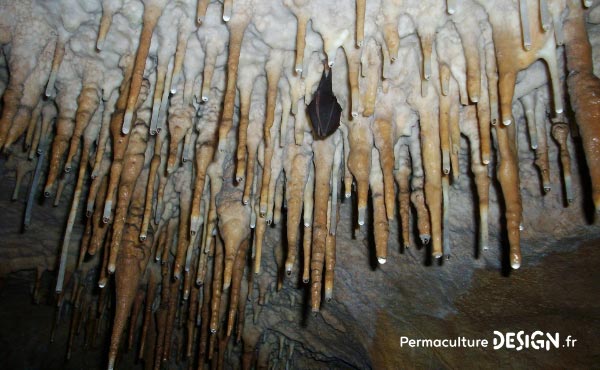 La chauve-souris est une véritable alliée dans un jardin en permaculture. De la pipistrelle à la noctule, découvrez les particularités, habitudes de vie, nourriture, reproduction de ces chiroptères protégés en France depuis 1976…