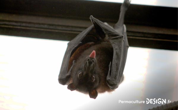 La chauve-souris est une véritable alliée dans un jardin en permaculture. De la pipistrelle à la noctule, découvrez les particularités, habitudes de vie, nourriture, reproduction de ces chiroptères protégés en France depuis 1976…