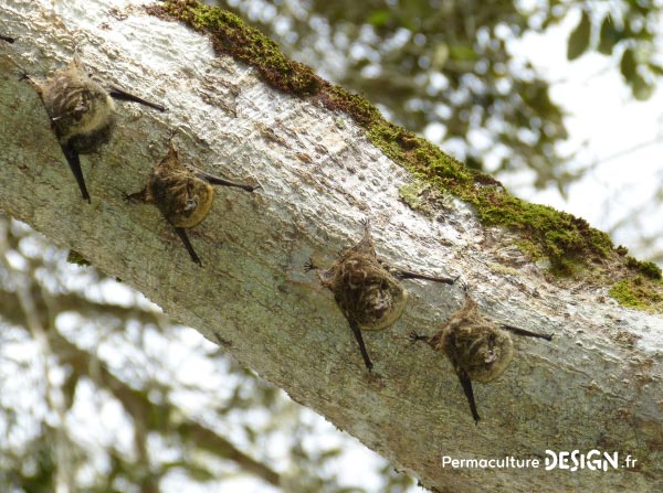 La chauve-souris est une véritable alliée dans un jardin en permaculture. De la pipistrelle à la noctule, découvrez les particularités, habitudes de vie, nourriture, reproduction de ces chiroptères protégés en France depuis 1976…