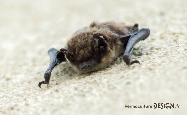 La chauve-souris est une véritable alliée dans un jardin en permaculture. De la pipistrelle à la noctule, découvrez les particularités, habitudes de vie, nourriture, reproduction de ces chiroptères protégés en France depuis 1976…