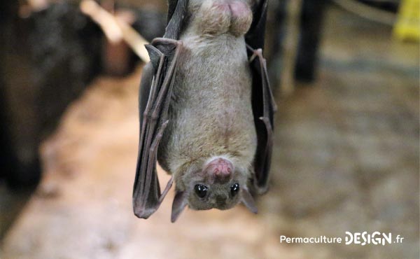 La chauve-souris est une véritable alliée dans un jardin en permaculture. De la pipistrelle à la noctule, découvrez les particularités, habitudes de vie, nourriture, reproduction de ces chiroptères protégés en France depuis 1976…