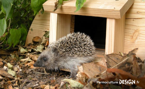 Le hérisson, petit mammifère exceptionnel, est un formidable auxiliaire au jardin en permaculture !