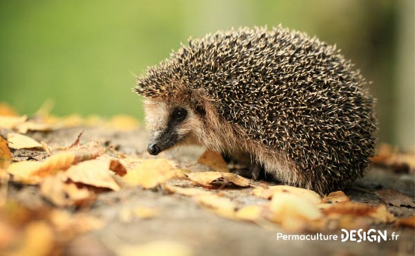 Le hérisson, petit mammifère exceptionnel, est un formidable auxiliaire au jardin en permaculture !