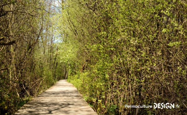 En permaculture, la haie qu’elle soit vive, champêtre, bocagère ou autre est considérée comme un écosystème à part entière nécessaire à la biodiversité.