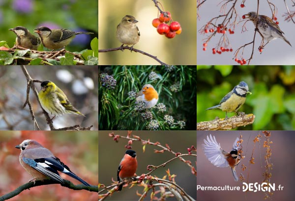 En permaculture, la haie qu’elle soit vive, champêtre, bocagère ou autre est considérée comme un écosystème à part entière nécessaire à la biodiversité.