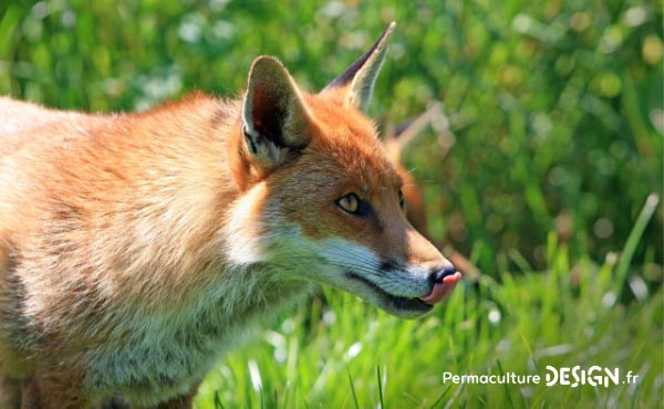 En permaculture, la haie qu’elle soit vive, champêtre, bocagère ou autre est considérée comme un écosystème à part entière nécessaire à la biodiversité.