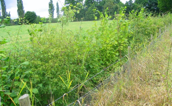 En permaculture, la haie qu’elle soit vive, champêtre, bocagère ou autre est considérée comme un écosystème à part entière nécessaire à la biodiversité.