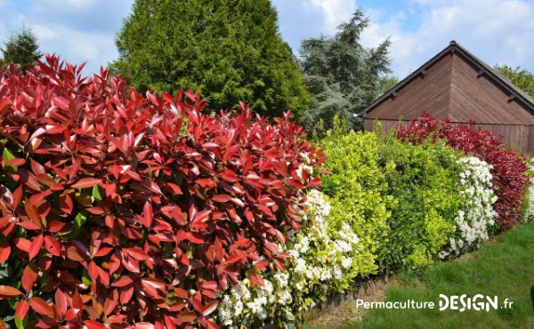 En permaculture, la haie qu’elle soit vive, champêtre, bocagère ou autre est considérée comme un écosystème à part entière nécessaire à la biodiversité.