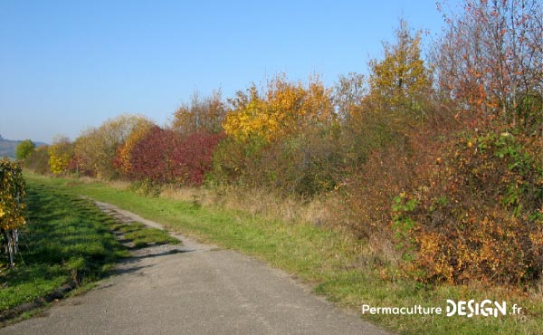 En permaculture, la haie qu’elle soit vive, champêtre, bocagère ou autre est considérée comme un écosystème à part entière nécessaire à la biodiversité.