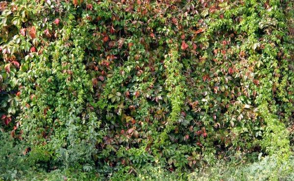 Découvrez comment composer une haie fleurie pour des floraisons toute l’année, avec des exemples d’arbustes de haie fleurie persistants et caducs, selon vos besoins et envies !