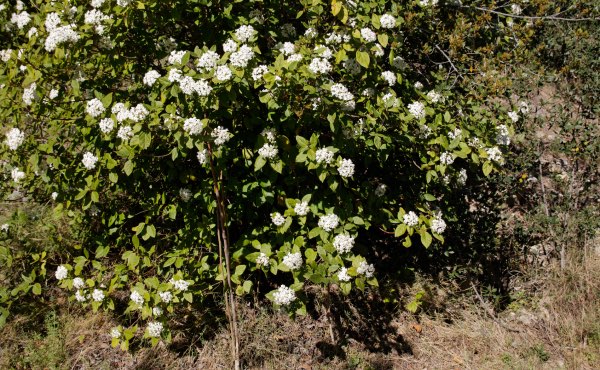 Découvrez comment composer une haie fleurie pour des floraisons toute l’année, avec des exemples d’arbustes de haie fleurie persistants et caducs, selon vos besoins et envies !