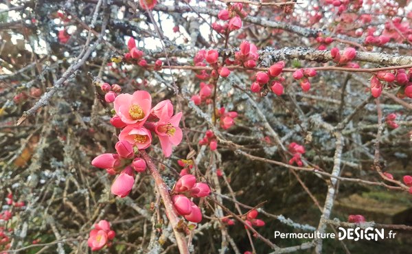 Découvrez comment composer une haie fleurie pour des floraisons toute l’année, avec des exemples d’arbustes de haie fleurie persistants et caducs, selon vos besoins et envies !