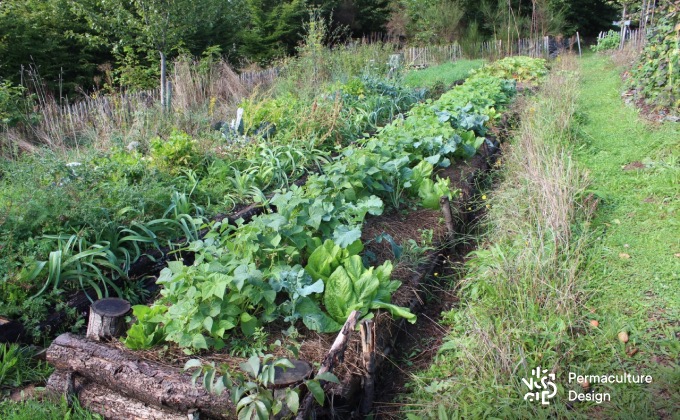 Exemple de buttes de culture au potager en permaculture de la ferme expérimentale de la Goursaline.