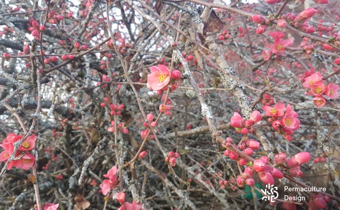 Jolie floraison mellifère d’un cognassier du Japon en fin d’hiver. Celui-ci est placé en bordure du potager en permaculture de Magalie où il sert aussi de brise-vue, brise-vent, nichoirs pour les oiseaux…