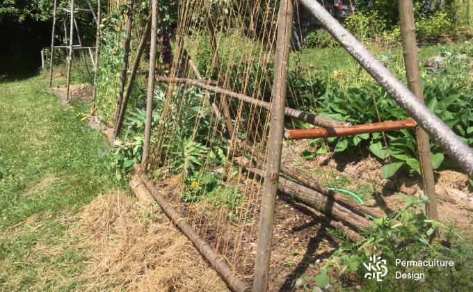 Exemple de structures en bois de châtaignier au potager en permaculture de la ferme de la Goursaline pour faire grimper notamment des haricots rames.