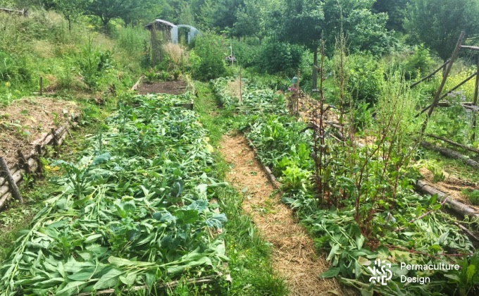 Exemple de plates-bandes paillées avec de la consoude fraîchement coupée cultivée sur des buttes voisines au potager en permaculture de la Goursaline.