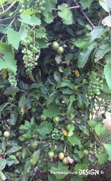 Association dans une même haie fruitière de vigne avec un pommier pour démultiplier les récoltes sur un petit espace.