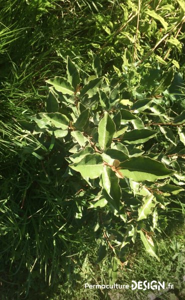 Ici un jeune chalef de Ebbing - Elaeagnus x ebbingei - lui aussi fixateur d’azote et produisant de petites baies rouges comestibles !