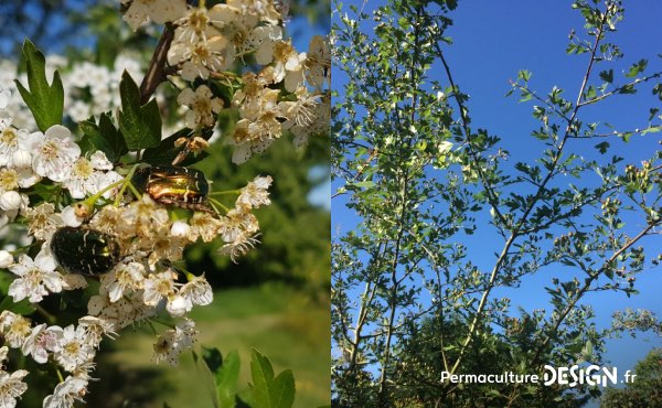 L’aubépine, un arbre ressource formidable dans une haie fruitière notamment pour la biodiversité qu’il soit en fleur ou en fruits !