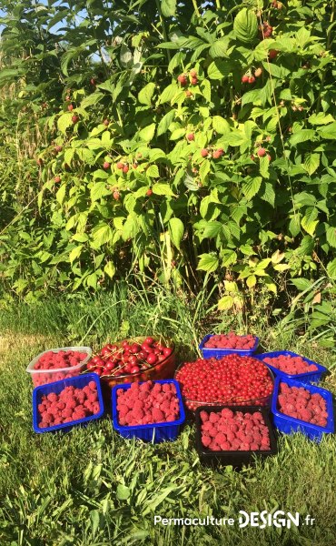 Quand on installe des haies fruitières en permaculture, on fait vite des récoltes gratifiantes et abondantes à partager avec son entourage !!!