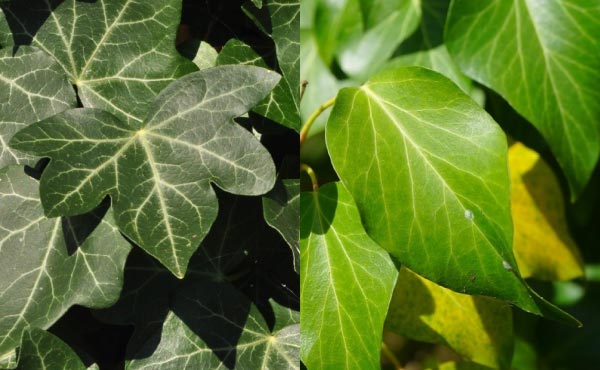 À gauche, les feuilles du lierre triangulaire à 3 ou 5 lobes. À droite, les feuilles plus ovales qu’on trouve à proximité des inflorescences.