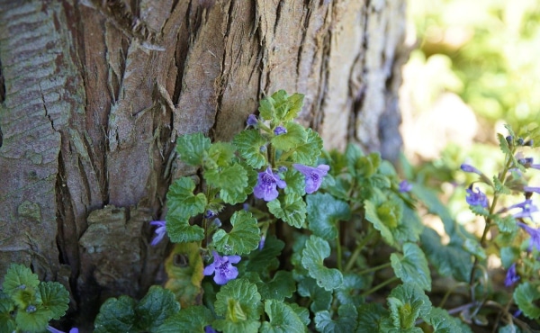 Photo de lierre terrestre, Glechoma hederacea, qui ne ressemble pas du tout au lierre grimpant Hedera helix malgré le nom vernaculaire qu’ils ont en commun.