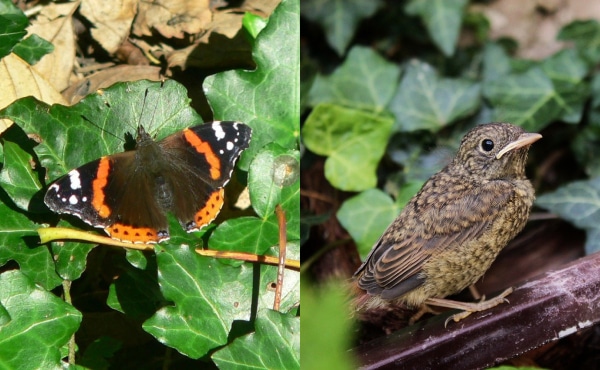 À gauche, un papillon vulcain sur des feuilles de lierre rampant. À droite, un merle noir, encore juvénile dans un massif de lierre.