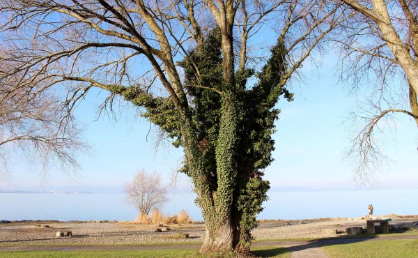 Arbre dont le lierre a colonisée le tronc sans, pour autant, atteindre sa canopée, il n’y a donc pas de problème de concurrence pour la lumière et les deux plantes tirent profit l’une de l’autre ! Un vrai partenariat gagnant/gagnant.