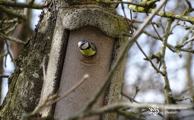 Cette mésange bleue a trouvé le nichoir où elle va s’installer pour la saison de reproduction !