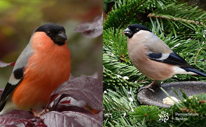 À gauche, un bouvreuil pivoine mâle avec son plumage flamboyant pour séduire madame. À droite, la femelle plus discrète pour ne pas attirer les prédateurs !