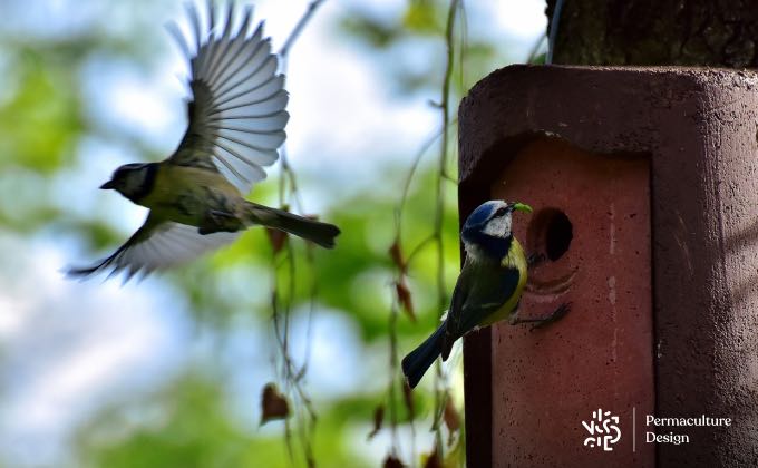 Va-et-vient incessant d’un couple de mésanges bleues pour nourrir les petits.