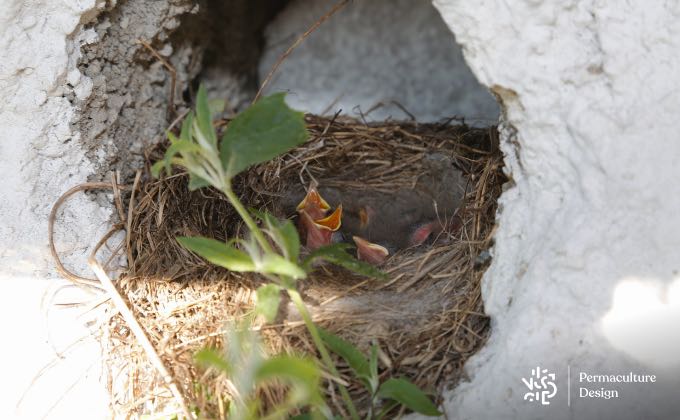 Cavité laissée dans un bâtiment qui accueille une nichée.