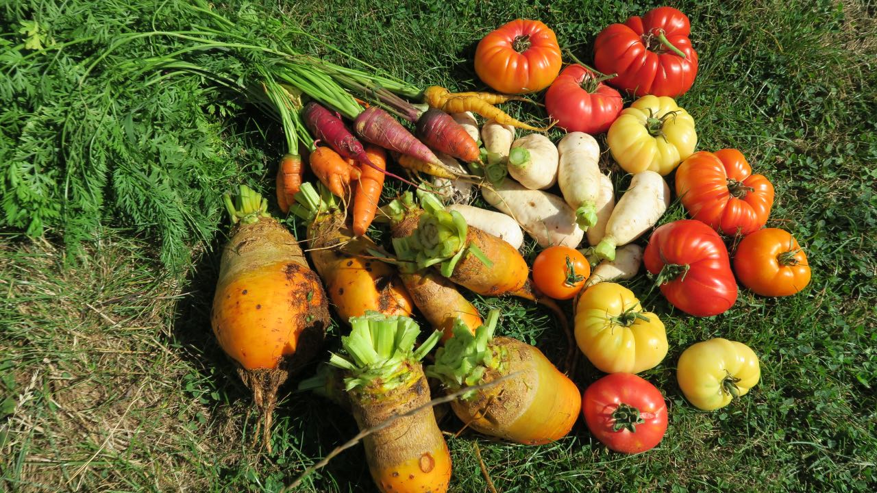 Produire plus dans son potager en permaculture.