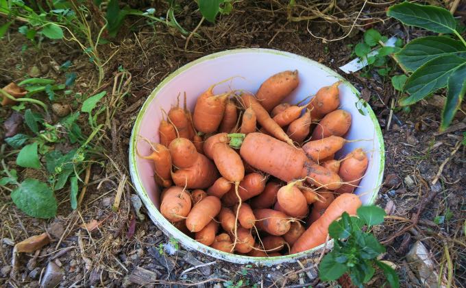 Récolter les légumes dans son potager en permaculture.