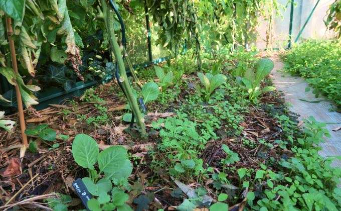 Que faire en septembre au potager en permaculture ?