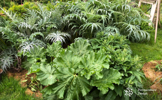 Plantes vivaces dans potager en permaculture.