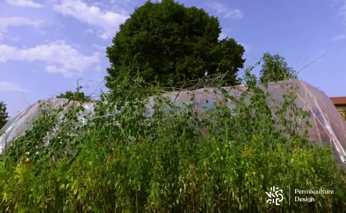 Ombrière végétale temporaire adossée à la serre d’un jardin en permaculture.