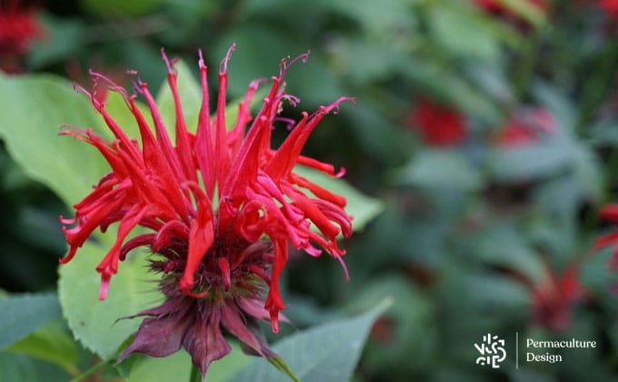 Fleur de monarde comestible