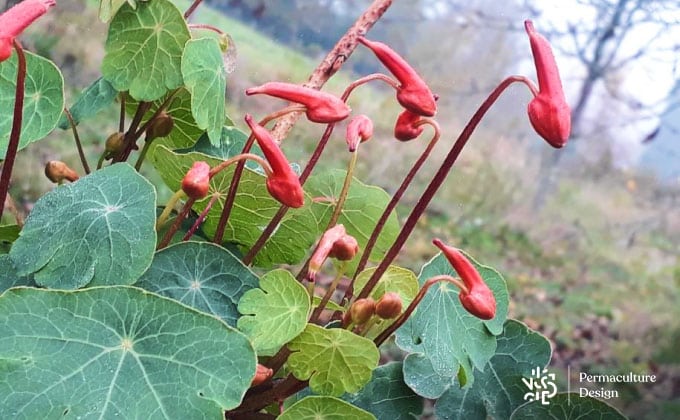 Boutons de fleurs comestibles de capucine tubéreuse, aussi appelée mashua.