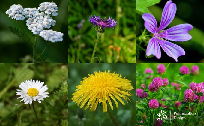 Fleurs sauvages comestibles : trèfles, pâquerettes, pissenlits, achillée, mauve, centaurée…